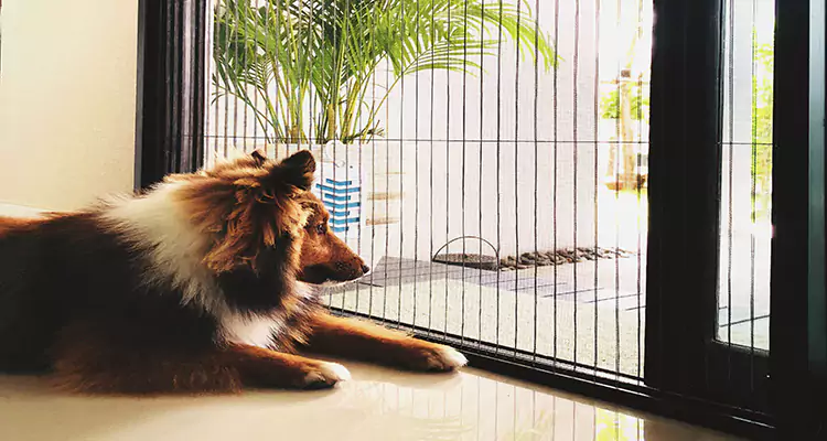 Sliding Screen Pet Door Repair in Alameda, CA