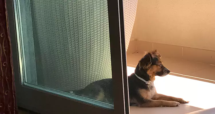French Door Pet Screen Repair in Alameda, CA